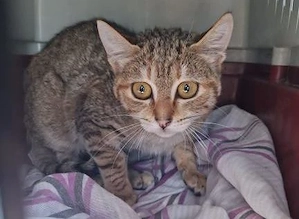 hübsche junge Katze Ambar sucht ein Zuhause mit Artgenossen