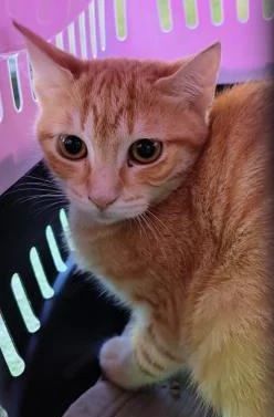 hübsche junge Katze Miel sucht ein Zuhause mit Artgenossen