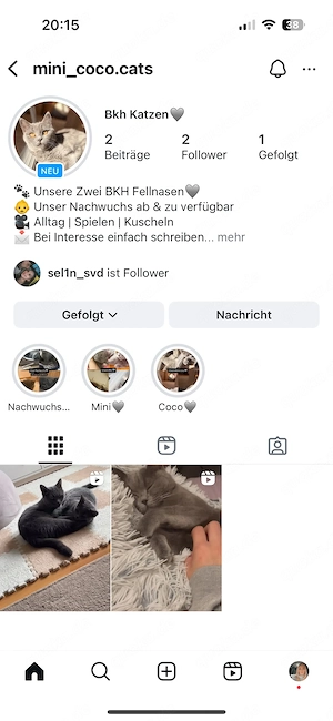 2 Kater suchen noch ein Zuhause ab sofort Bild 8