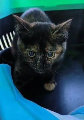 hübsche junge Schildpatt Katze Canela sucht ein Zuhause mit Artgenossen