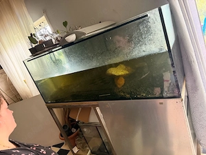 2 wasserschildkröten 16 jahre alt 
