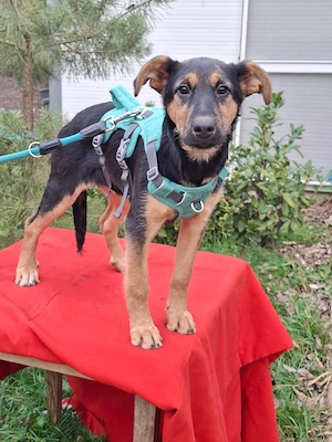     Amy sucht ihr Zuhause    