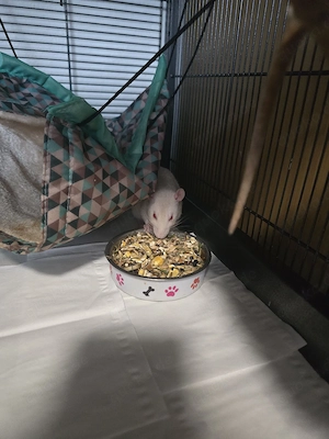 4 Farbe Ratte weibliche in gute Hände ab zu geben