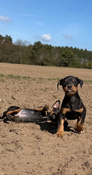 Doberman Welpen 