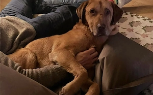 Menschenbezogener Ricky sucht Zuhause Bild 2