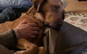 Menschenbezogener Ricky sucht Zuhause Bild 5