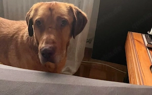 Menschenbezogener Ricky sucht Zuhause Bild 3