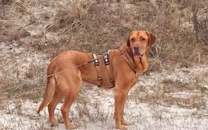 Menschenbezogener Ricky sucht Zuhause