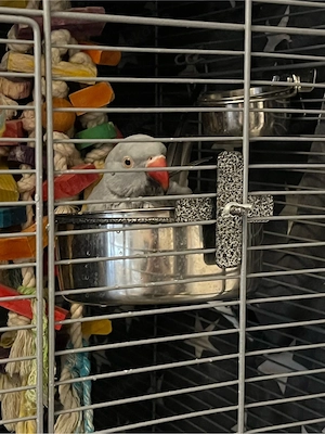 Halsbandsittich (2 Jahre, vermutlich ein Hahn) mit Käfig & Zubehör abzugeben