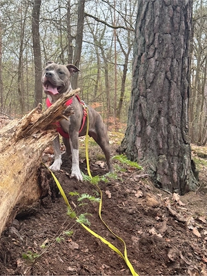 Junghündin in liebevolle Hände!!!
