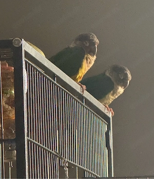 Grünwangenrotschwanzsittiche 