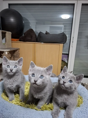 Reinrassige Russisch blau Kitten mit Stammbaum. Abgabe ab 13-te Wochen 24 April