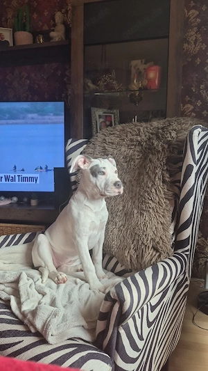 Welpen in Gute Hände Abzugeben