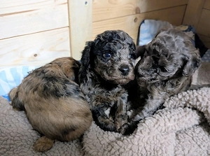 Rüde!!! Welpe Toy Pudel Merle  - sehr selten