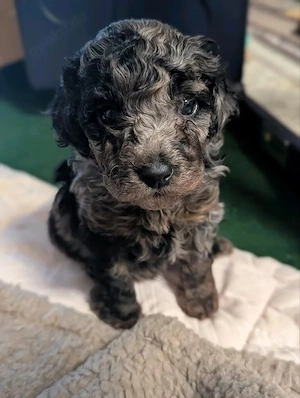 Toy Pudel -Merle - lezter rüde !!!! Welpe 