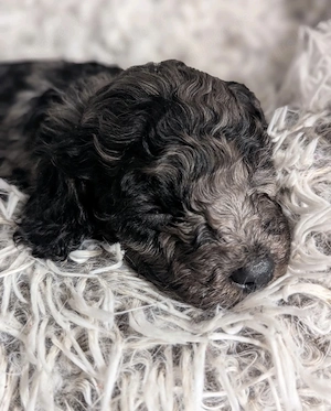 Mini Merle Junge  -wunderschöne Mini große 