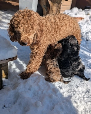 Lezter !!! Mini Toy Pudel Welpe - Farbe Merle 