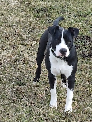Hübscher Rüder sucht ein neues Zuhause 