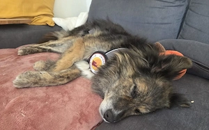 Ruhige und sanfte Seele Juni sucht Zuhause Bild 3