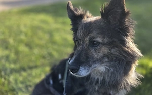 Ruhige und sanfte Seele Juni sucht Zuhause Bild 2