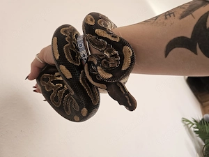 2 Königspythons Männlich zu verkaufen