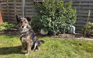 Ruhige und sanfte Seele Juni sucht Zuhause Bild 5