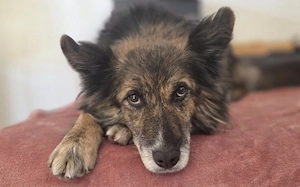 Ruhige und sanfte Seele Juni sucht Zuhause