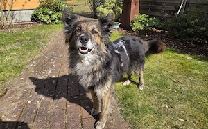 Ruhige und sanfte Seele Juni sucht Zuhause Bild 4