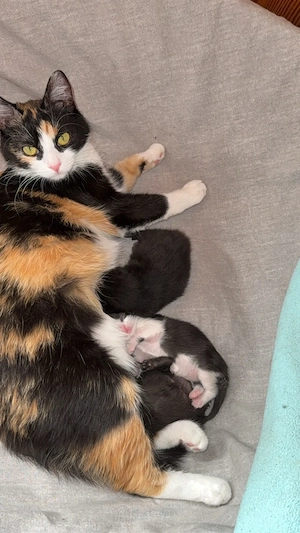 süße babykätzchen abzugeben