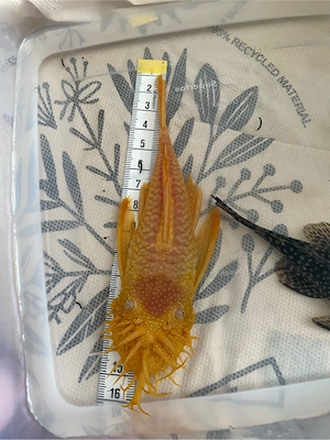 Antennenwels Zuchtpaar