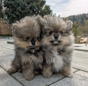 Zwergspitz Pomerania Welpen 