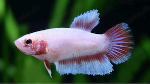 Halfmoon Kapffisch Weibchen  Bild 4