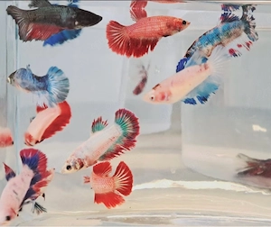 Halfmoon Kapffisch Weibchen 