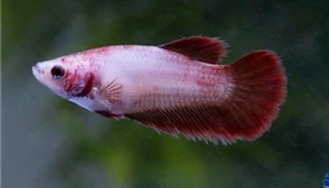 Halfmoon Kapffisch Weibchen  Bild 2