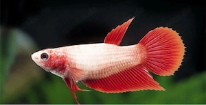 Halfmoon Kapffisch Weibchen  Bild 3