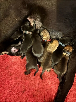 Tolle X Herder Welpen Malinois Schäferhund Belgischer Schäferhund 