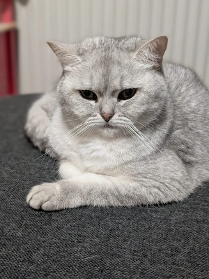 BKH katze sucht ein Zuhause 