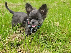 Chihuahua Deckrüde ab Juli 2026