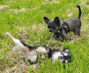 Chihuahua Langhaar Deckrüde, black tan ( Husky ) Bild 6