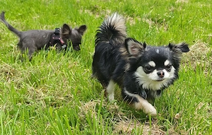 Chihuahua Langhaar Deckrüde, black tan ( Husky ) Bild 4