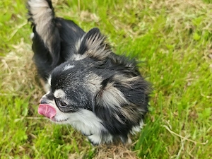 Chihuahua Langhaar Deckrüde, black tan ( Husky ) Bild 2