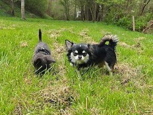 Chihuahua Langhaar Deckrüde, black tan ( Husky ) Bild 7