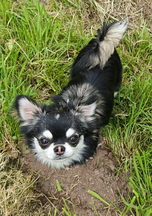 Chihuahua Langhaar Deckrüde, black tan ( Husky ) Bild 8