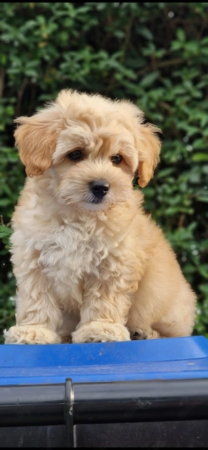 maltipoo welpen