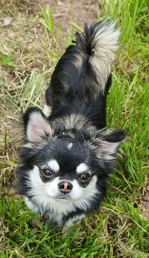 Chihuahua Langhaar Deckrüde, black tan ( Husky ) Bild 10