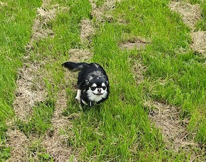 Chihuahua Langhaar Deckrüde, black tan ( Husky ) Bild 5