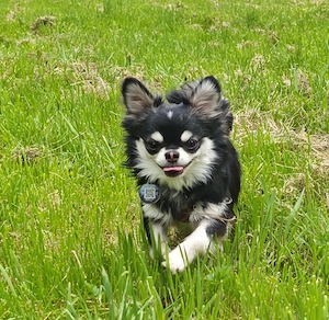 Chihuahua Langhaar Deckrüde, black tan ( Husky )