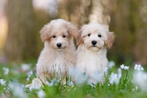 Maltipoo welpen 