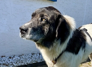 Samson - ein sanfter Riese