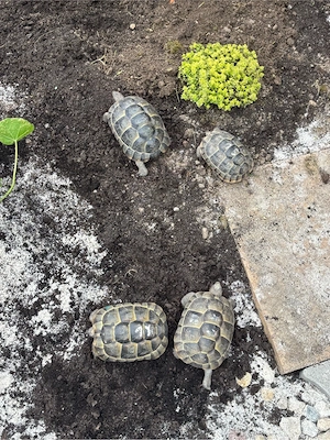 Maurische Landschildkröten abzugeben 